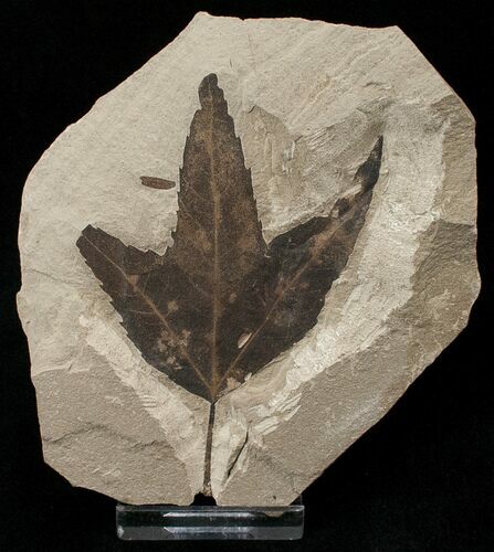 Fossil Acer (Maple) Leaf - Green River Formation #16625